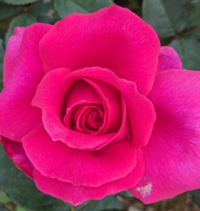 THE BIRTHDAY BOY (hybrid tea)